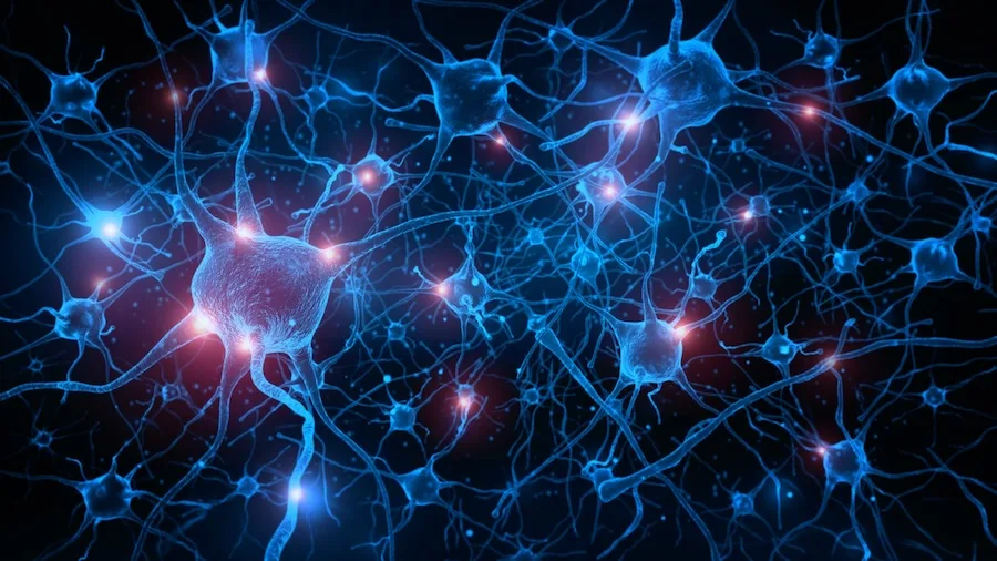 connexions neuronales